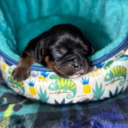 Orange collar - Black and tan female Cavalier King Charles Spaniel puppy in Somerset, California from Cantina Labs and Cavs