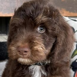 Bernedoodles and Poodles from Southern Companion Kennel