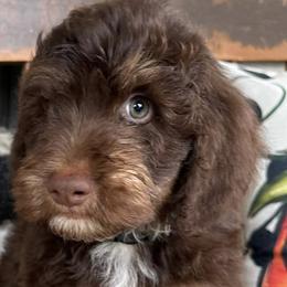 Bernedoodles and Poodles from Southern Companion Kennel