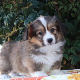 Pink collar sable fluffy - Sable female Pembroke Welsh Corgi puppy in Caliente, California from Rafter Cross 7