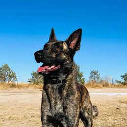 Dutch Shepherds from TDChase K9s