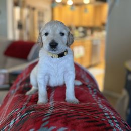 Ripley- Yellow Collar - Cream male Assorted Doodle Crosses puppy in Norfolk, Virginia from Móraí’s Doodles