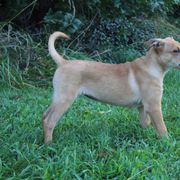 Carolina Dog Puppies from Williams Sweet Carolina