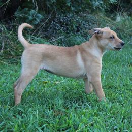 Carolina Dog Puppies from Williams Sweet Carolina