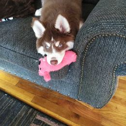 Siberian Husky Puppies from Myths and Legends Siberian Huskies