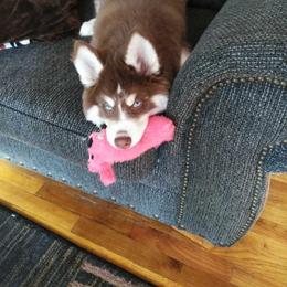 Siberian Husky Puppies from Myths and Legends Siberian Huskies