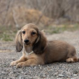 Tam 3500 dollars - Cream female Dachshund puppy in Crystal, Michigan from Mare-bella Dachshunds