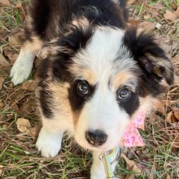 Fancy - Border Collie