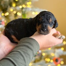 Fiyero - Phantom male Poodle puppy in Bellville, Ohio from Cedar Ridge Standard Poodles