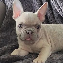 French Bulldogs from Luz French Bulldogs