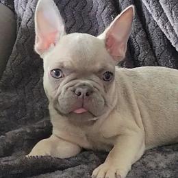 French Bulldogs from Luz French Bulldogs