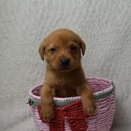 Mint Girl - Yellow female Labrador Retriever puppy in Angola, Indiana from Reniers Labrador Retrievers