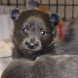 Brittany - Blue female Pomeranian puppy in Mays Landing, New Jersey from KB Pom Pups by Krystal