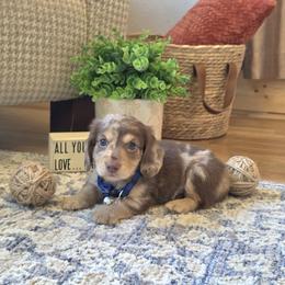 AKC Meet Girard :) - Dapple male Dachshund puppy in Centerville, Iowa from Barnyard Dachshunds, Dals & Doodles