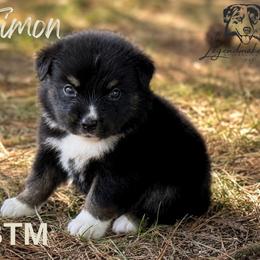 Timon - Black tri male Miniature American Shepherd puppy in Leitchfield, Kentucky from Legendmaker MAS
