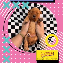 Dunkaroos - Red  female Goldendoodle puppy in Garland, Texas from Twilight Doodles