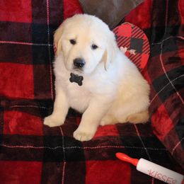 Bernese Mountain Dog and Golden Retriever Puppies from Colson Kennels