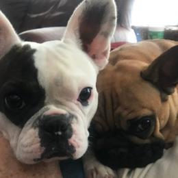 French Bulldogs from Hamilton Frenchies