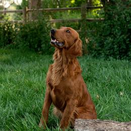 Piper - Golden Retriever
