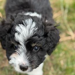 Topaz - Black tri-color male Aussiedoodle puppy in Columbia Falls, Montana from Firefly Aussies & Aussiedoodles