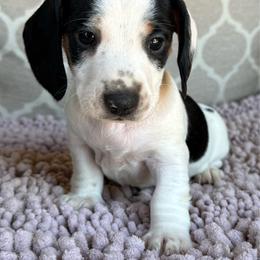CKC Boy 2 - Piebald male Dachshund puppy in Joshua Tree, California from Desert Dreams Ranch