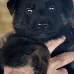 Pink Girl - Black and red female German Shepherd puppy in Rolesville, North Carolina from Ransomshire Shepherds