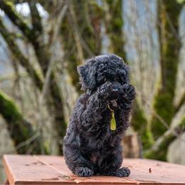 Madame Adelaide - Black and white female Cockapoo puppy in Deming, Washington from Heavenly Puppies to Love