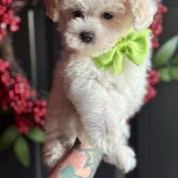 Goldendoodle and Poodle Puppies from Deerly Poodles