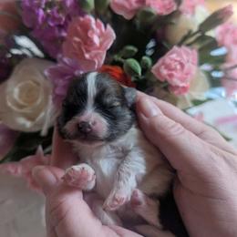 Boy 2 - Chocolate merle male Pomeranian puppy in Anchorage, Alaska from Arctic Pomeranians