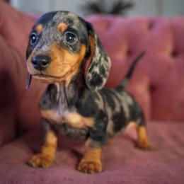 Chief - Dapple male Dachshund puppy in Temecula, California from Naomi Magee's Dachshund Kennel