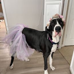Zoey - Great Dane