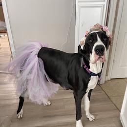 Zoey - Great Dane
