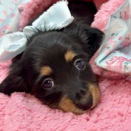 Amelia - Black and tan female Dachshund puppy in Murfreesboro, Tennessee from Kimbrie's Dream Cream Doxies