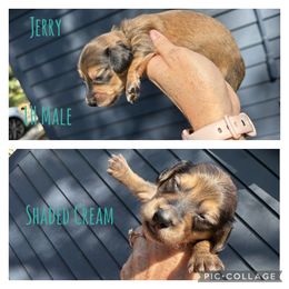 Dachshund Puppies from JB Doxies