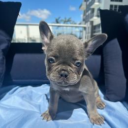 Hammy - Tricolors female French Bulldog puppy in Miami, Florida from Kehaulani's French Bulldogs