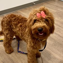 Oakley - Goldendoodle