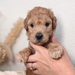 Honey - Cream female Goldendoodle puppy in Auburn, California from Golden Acre Doodles