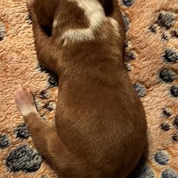 Dachshund Puppies from Witchy Woman’s Wiener’s