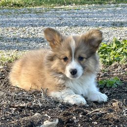 White Collar Girl Robin - Sable Pembroke Welsh Corgi puppy in Paris, Kentucky from Flat Run Corgis