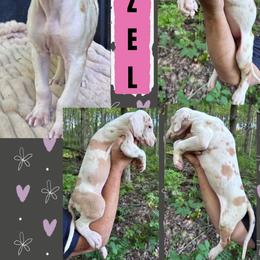 HAZEL - Chocolate and white female Great Dane puppy in Wellsville, New York from Prophecy Danes
