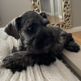 Boy 2 - Salt and pepper Miniature Schnauzer puppy in Santa Clarita, California from Santa Clarita’s Miniature Schnauzers