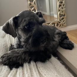 Boy 2 - Salt and pepper Miniature Schnauzer puppy in Santa Clarita, California from Santa Clarita’s Miniature Schnauzers