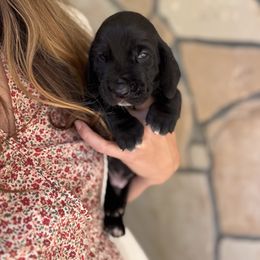 Christopher - Black and white male Basset Hound puppy in Yarnell, Arizona from Boulder Oak Bassets