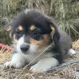 Jupiter - Black and tan female Pembroke Welsh Corgi puppy in Derby, Iowa from NHC Kennels
