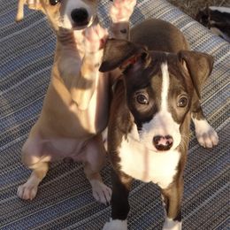 Italian Greyhounds from Azygous Italian Greyhounds
