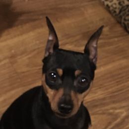 Mister - Miniature Pinscher
