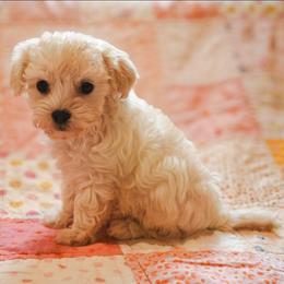 Clover - White female Maltipoo puppy in Rainbow City, Alabama from Southland Farm Kennels
