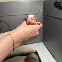 Affogato - White and orange male Brittany puppy in Elizabeth, Colorado from CoveLake Kennels