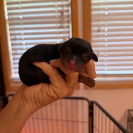 Maizie - Black and tan female Cavalier King Charles Spaniel puppy in Gonzales, Texas from Veach Cavaliers & Farm
