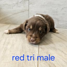 Ella blue - Red tri-color male Australian Shepherd puppy in Arbela, Missouri from County Line Aussies
